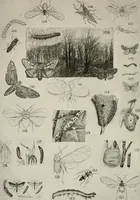 An illustration from Heralds of the morning : the meaning of the social and political problems of to-day and the significance of the great phenomena in nature (1909)