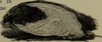 Picture 5 of 209 from Heralds of the morning : the meaning of the social and political problems of to-day and the significance of the great phenomena in nature (1912), leaf 19