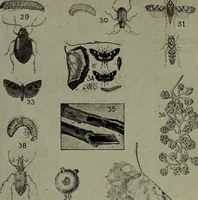An illustration from Heralds of the morning : the meaning of the social and political problems of to-day and the significance of the great phenomena in nature (1912)