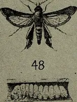 Picture 187 of 209 from Heralds of the morning : the meaning of the social and political problems of to-day and the significance of the great phenomena in nature (1912), leaf 350