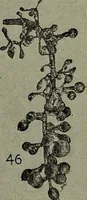 Picture 188 of 209 from Heralds of the morning : the meaning of the social and political problems of to-day and the significance of the great phenomena in nature (1912), leaf 350