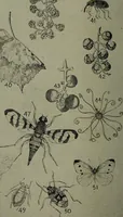 Picture 189 of 209 from Heralds of the morning : the meaning of the social and political problems of to-day and the significance of the great phenomena in nature (1912), leaf 350