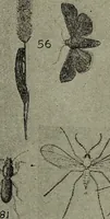 Picture 190 of 209 from Heralds of the morning : the meaning of the social and political problems of to-day and the significance of the great phenomena in nature (1912), leaf 352