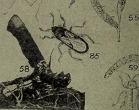 Picture 191 of 209 from Heralds of the morning : the meaning of the social and political problems of to-day and the significance of the great phenomena in nature (1912), leaf 352
