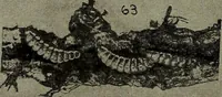 Picture 192 of 209 from Heralds of the morning : the meaning of the social and political problems of to-day and the significance of the great phenomena in nature (1912), leaf 352