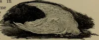 Picture 7 of 200 from Heralds of the morning; the meaning of the social and political problems of to-day and the significance of the great phenomena in nature .. (1909), leaf 19