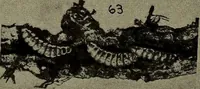 Picture 182 of 200 from Heralds of the morning; the meaning of the social and political problems of to-day and the significance of the great phenomena in nature .. (1909), leaf 352