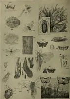 Picture 183 of 200 from Heralds of the morning; the meaning of the social and political problems of to-day and the significance of the great phenomena in nature .. (1909), leaf 354