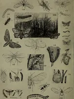 Picture 184 of 200 from Heralds of the morning; the meaning of the social and political problems of to-day and the significance of the great phenomena in nature .. (1909), leaf 356