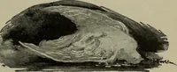 Picture 4 of 179 from Heralds of the morning, the meaning of the social and political problems of to-day and the significance of the great phenomena in nature .. (1899), leaf 22