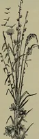 Picture 27 of 179 from Heralds of the morning, the meaning of the social and political problems of to-day and the significance of the great phenomena in nature .. (1899), leaf 60