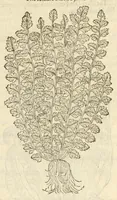 An illustration from The herball, or, Generall historie of plantes (1597)