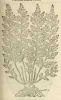 Picture 60 of 87 from The herball, or, Generall historie of plantes (1597), leaf 1007