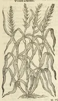 Picture 6 of 87 from The herball, or, Generall historie of plantes (1597), leaf 101