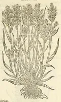 An illustration from The herball, or, Generall historie of plantes (1597)