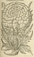 Picture 61 of 87 from The herball, or, Generall historie of plantes (1597), leaf 1023