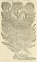 Picture 62 of 87 from The herball, or, Generall historie of plantes (1597), leaf 1023