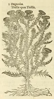 Picture 63 of 87 from The herball, or, Generall historie of plantes (1597), leaf 1042