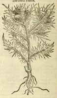 Picture 64 of 87 from The herball, or, Generall historie of plantes (1597), leaf 1042