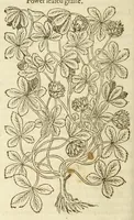 Picture 65 of 87 from The herball, or, Generall historie of plantes (1597), leaf 1060