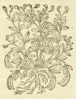 An illustration from The herball, or, Generall historie of plantes (1597)