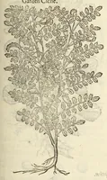 Picture 67 of 87 from The herball, or, Generall historie of plantes (1597), leaf 1079