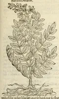 Picture 68 of 87 from The herball, or, Generall historie of plantes (1597), leaf 1097
