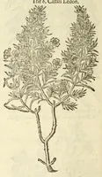 Picture 69 of 87 from The herball, or, Generall historie of plantes (1597), leaf 1136