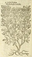 An illustration from The herball, or, Generall historie of plantes (1597)