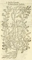 Picture 71 of 87 from The herball, or, Generall historie of plantes (1597), leaf 1154