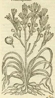 Picture 8 of 87 from The herball, or, Generall historie of plantes (1597), leaf 116