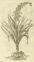 An illustration from The herball, or, Generall historie of plantes (1597)
