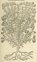 Picture 72 of 87 from The herball, or, Generall historie of plantes (1597), leaf 1171