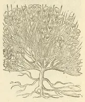 Picture 73 of 87 from The herball, or, Generall historie of plantes (1597), leaf 1171