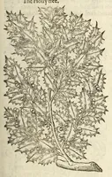 Picture 74 of 87 from The herball, or, Generall historie of plantes (1597), leaf 1187