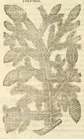 Picture 75 of 87 from The herball, or, Generall historie of plantes (1597), leaf 1204