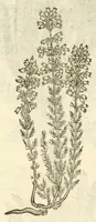An illustration from The herball, or, Generall historie of plantes (1597)