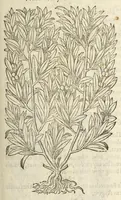 An illustration from The herball, or, Generall historie of plantes (1597)