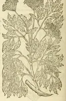 Picture 78 of 87 from The herball, or, Generall historie of plantes (1597), leaf 1266