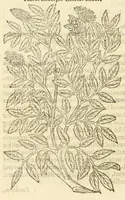 Picture 79 of 87 from The herball, or, Generall historie of plantes (1597), leaf 1266