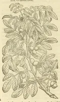 Picture 80 of 87 from The herball, or, Generall historie of plantes (1597), leaf 1284