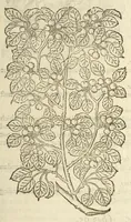Picture 81 of 87 from The herball, or, Generall historie of plantes (1597), leaf 1303