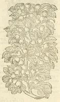 Picture 82 of 87 from The herball, or, Generall historie of plantes (1597), leaf 1303