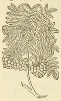 Picture 83 of 87 from The herball, or, Generall historie of plantes (1597), leaf 1322