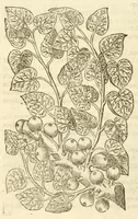 Picture 84 of 87 from The herball, or, Generall historie of plantes (1597), leaf 1358