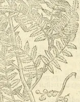 Picture 85 of 87 from The herball, or, Generall historie of plantes (1597), leaf 1378