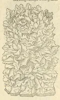 An illustration from The herball, or, Generall historie of plantes (1597)
