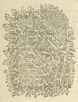 Picture 87 of 87 from The herball, or, Generall historie of plantes (1597), leaf 1409