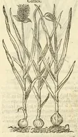 Picture 10 of 87 from The herball, or, Generall historie of plantes (1597), leaf 170