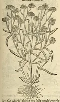 An illustration from The herball, or, Generall historie of plantes (1597)